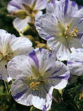 Géranium vivace des près 'Splish Splash'