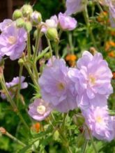 Géranium vivace des près 'Summer Skies'