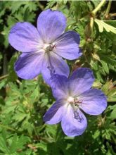 Géranium vivace 'Johnson's Blue'