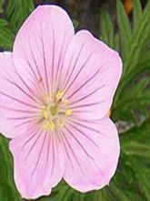 Géranium vivace clarkei Kashmir Pink - Géranium de Clark rose