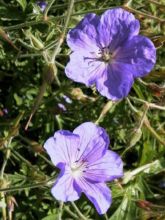 Géranium vivace 'Kashmir Purple'