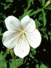 Géranium vivace clarkei Kashmir White - Géranium de Clark blanc