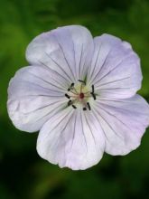 Geranium vivace Lilac Ice - Geranium wallichianum