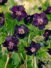 Géranium vivace livide 'Raven'