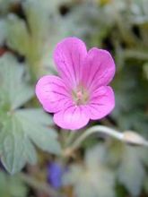 Geranium vivace Luscious Linda - Géranium vivace hybride rose pourpré