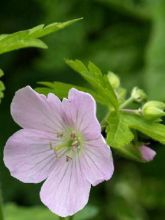 Géranium vivace Chatto - Geranium maculatum