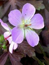 Géranium vivace maculé 'Espresso'