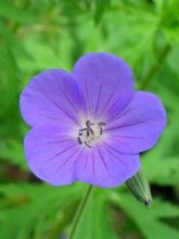 Géranium vivace 'Nimbus'