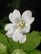 Géranium vivace nodosum Silverwood - Géranium vivace noueux blanc