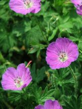 Géranium vivace Pink Penny