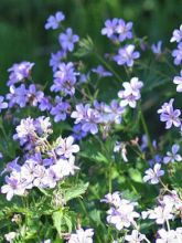 Geranium vivace Prélude