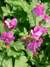 Géranium vivace rhizomateux 'Bevan's Variety'