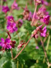 Géranium vivace rhizomateux 'Czakor'