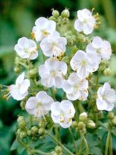 Geranium vivace macrorhizum White Ness - Géranium à grosse racines, à fleurs blanches.