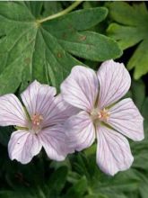 Geranium vivace sanguineum Pink Pouffe