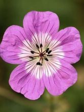 Geranium vivace Silvia’s surprise