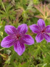 Geranium vivace Starman® - Géranium rose frais veiné et panaché de pourpre