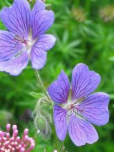 Géranium vivace Terre Franche