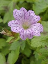 Géranium vivace oxonianum Walter s Gift