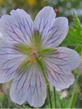 Géranium vivace 'White Zigana'