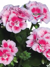 Géranium droit Flower Fairy White Splash - Pelargonium zonale