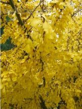 Ginkgo biloba Saratoga - Arbre aux quarante écus