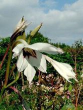 Glaieul d'Abyssinie - Gladiolus callianthus