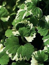 Glechoma hederacea 'Variegata'