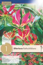 Glorieuse, Lis glorieux 'Rotschildiana'