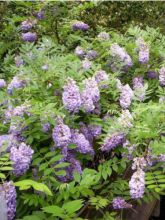 Glycine d'Amérique Amethyst Falls - Wisteria frutescens 