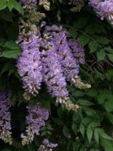 Glycine - Wisteria macrostachya Aunt Dee livré en hauteur 150/160 cm en pot de 4l/5l