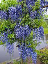 Glycine Blue Moon - Wisteria macrostachya