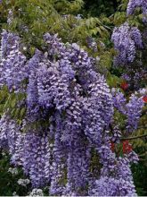 Glycine de Chine Caroline - Wisteria sinensis