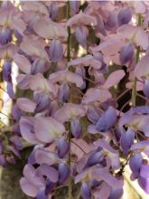 Glycine de Chine - Wisteria sinensis Flore Pleno