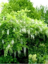 Glycine du Japon - Wisteria floribunda Alba