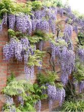 Glycine du Japon - Wisteria floribunda violacea plena