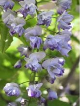 Glycine japonaise - Wisteria floribunda Ed S Blue