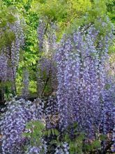 Glycine du Japon - Wisteria floribunda Macrobotrys