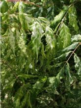 Glycine du Japon - Wisteria floribunda variegata