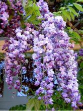 Glycine japonaise 'Violacea Plena'