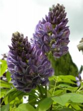 Glycine 'Longwood Purple'