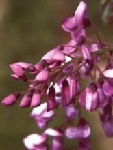 Glycine du Japon - Wisteria venusta Okayama