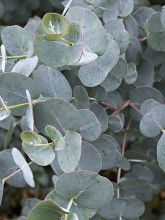 Eucalyptus gunnii France Bleu® Rengun - Gommier cidre