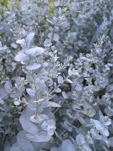 Eucalyptus gunnii Silverana - Gommier cidre