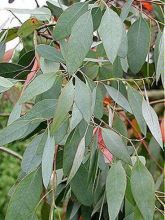 Eucalyptus gunnii Azurea - Gommier cidre