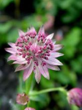 Astrance - Astrantia major Pink Pride