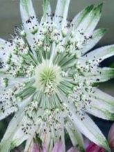 Astrance Princesse Sturdza - Astrantia major