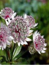 Astrance, Astrantia major Rosensinfonie