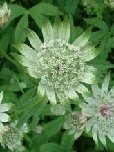 Astrance - Astrantia Star of Billion