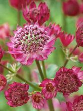 Astrance - Astrantia major Star of Treasure®